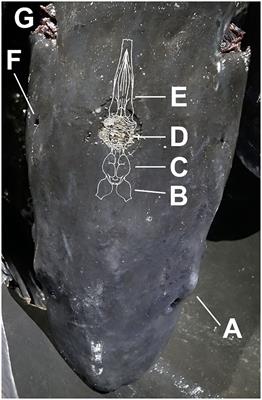 Evaluation of non-penetrative captive bolt stunning as a method of slaughter for white sturgeon (Acipenser transmontanus)
